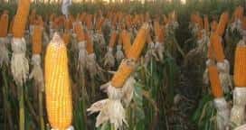Proyectan una cosecha de 37 MTn de maíz para esta campaña
