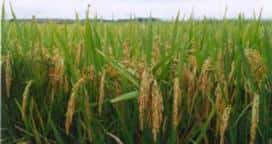 Estiman una disminución en el área con arroz en Entre Ríos