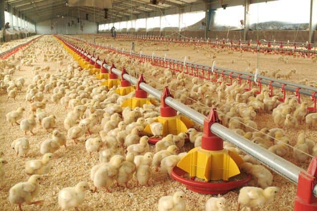 El negocio avícola y los vaivenes económicos