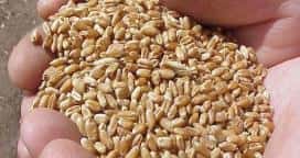 La Cámara Arbitral de Cereales ofrecerá a los productores análisis de calidad de trigo
