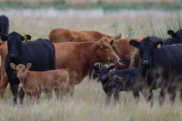 Radiografía del stock bovino: menos vacas y 54 millones de cabezas
