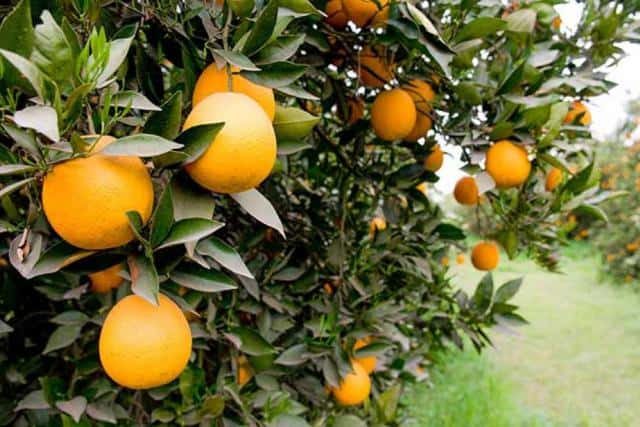 Por falta de certificados, el SENASA destruyó 4200 plantas de citrus

