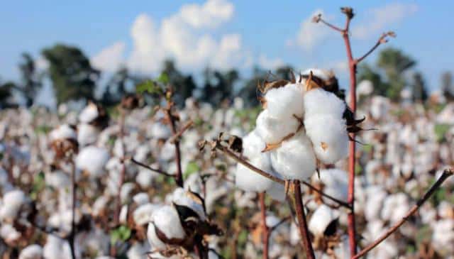 Destruirán rastrojos de algodón para combatir el picudo en Chaco