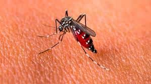 Entre Ríos registra más de 500 casos de dengue
