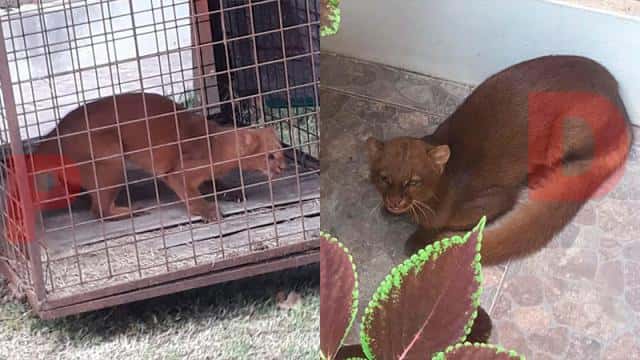 Un puma en peligro de extinción apareció en el patio de una casa en Entre Ríos

