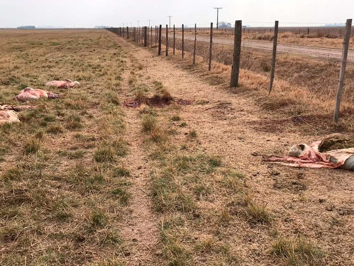 Santa Fe: Mataron y faenaron 8 animales en tres campos 