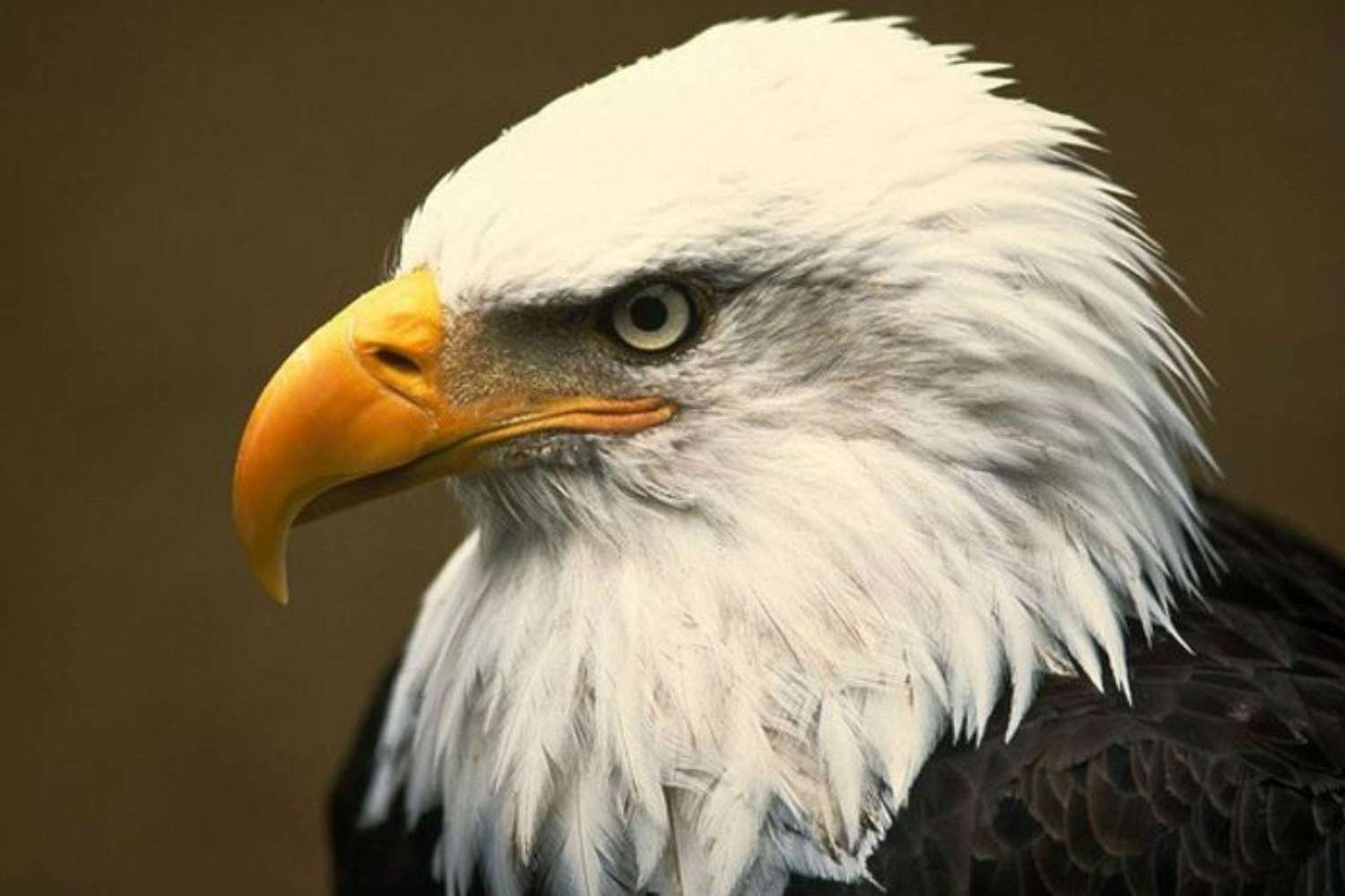 Insólito Un águila atacó un drone  y lo arrojó a un lago