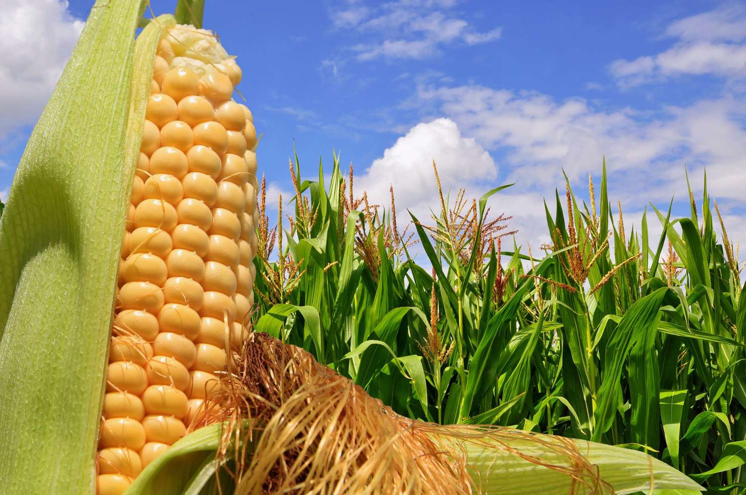 Se cosechó el 44% del maíz de primera en Entre Ríos