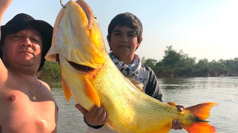 Niño 12 años y pescó un dorado más de 20 kilos en el Paraná