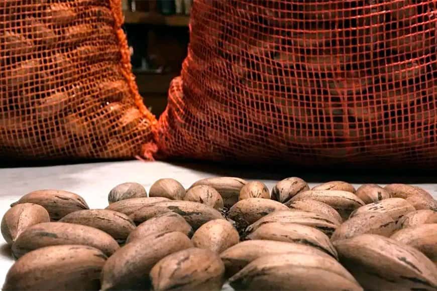Entre Ríos concentra el 70% de la producción nacional de nuez pecán