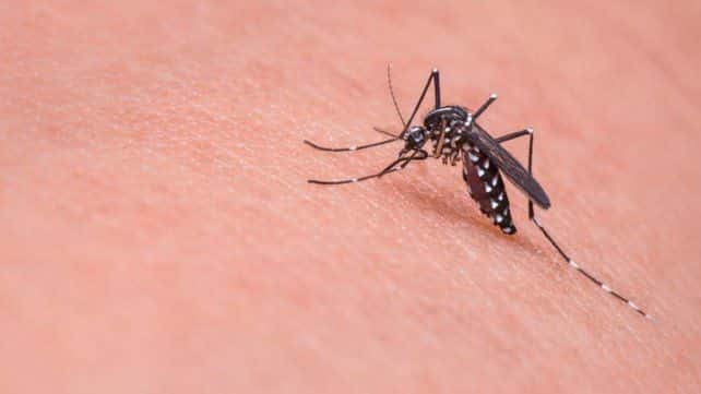 Confirman 135 casos de dengue en Entre Ríos: hay dos pacientes internados