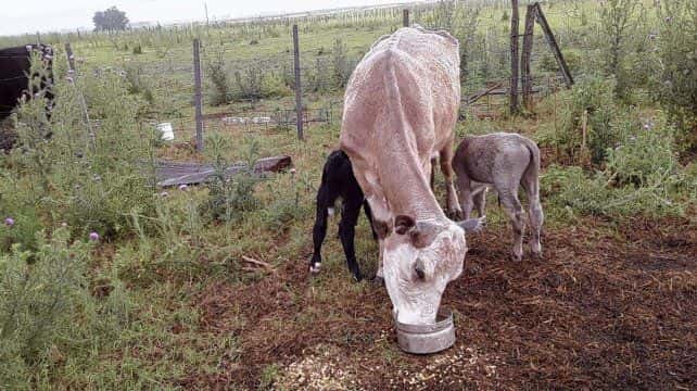 Larroque: una vaca parió mellizos tres años consecutivos