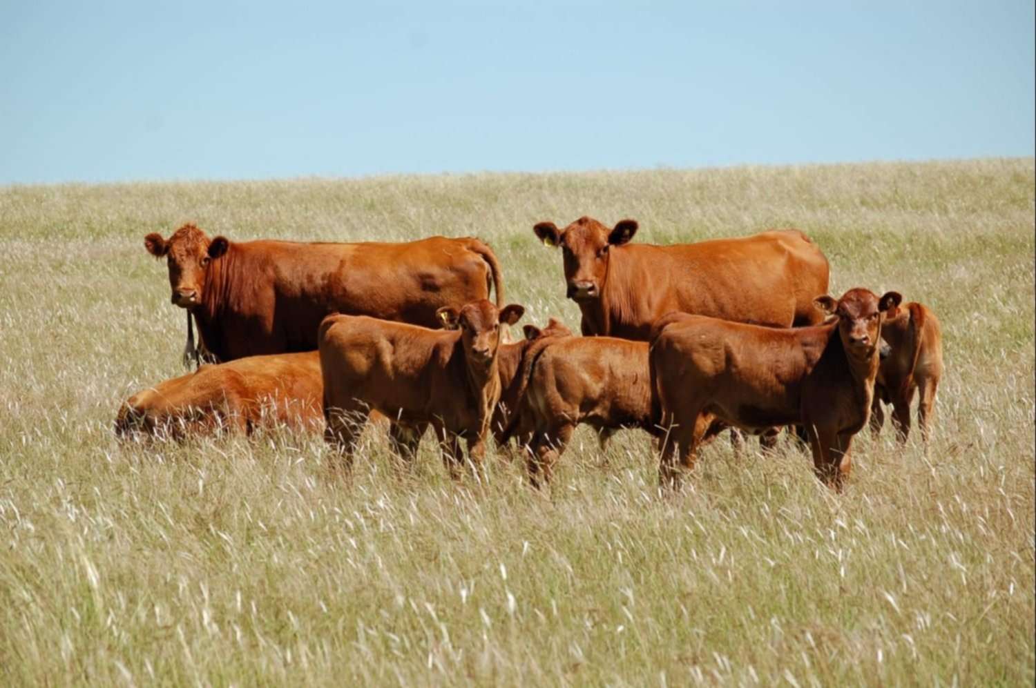 El stock bovino se mantuvo en 2021 luego de las pérdidas de 2019 y 2020
