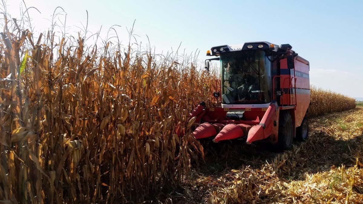 Agricultura levantó la suspensión de las exportacion de maíz