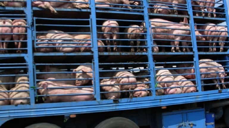 Productores de cerdos de Entre Ríos piden al Estado que intervenga