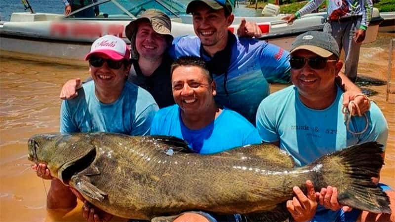 Pescaron un Manguruyú de 80 kilos y lo devolvieron