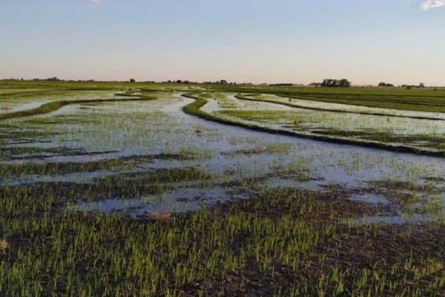 Entre Ríos: Creció el área sembrada con arroz