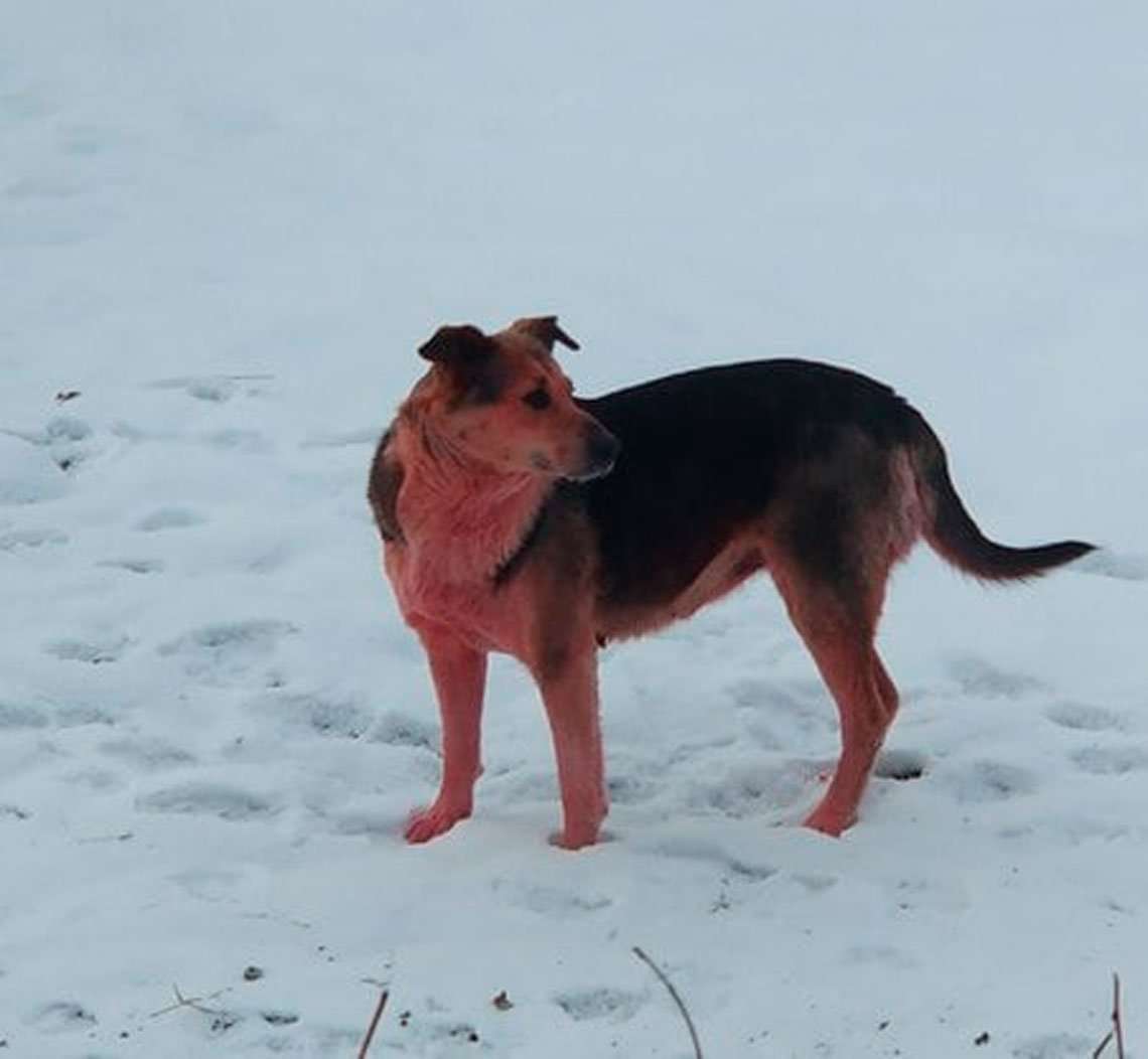 Rusia: aparece un perro rosa en la misma ciudad donde se vieron otros azules