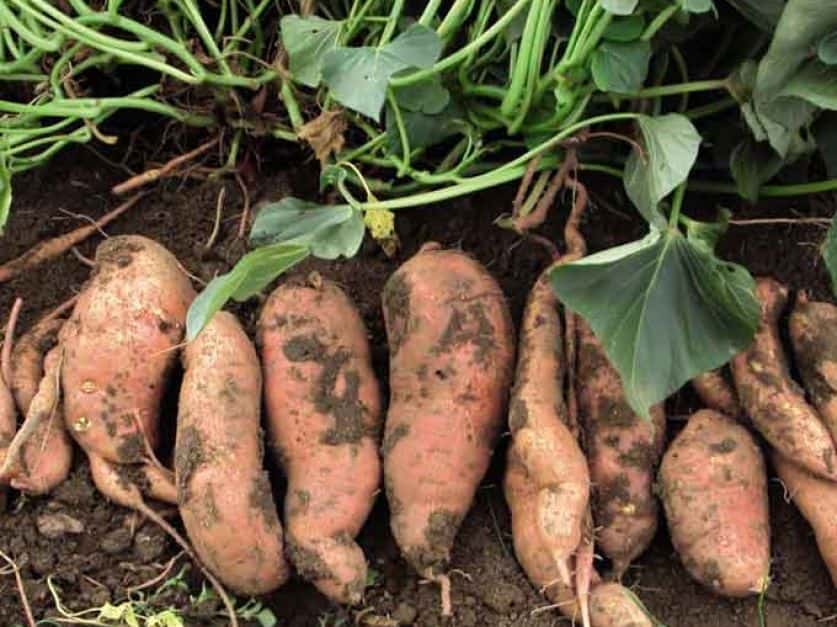 INTA producirá batata semilla libre de virus en Entre Ríos