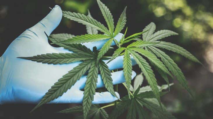 Cannabis medicinal: reclaman que se reglamente la ley