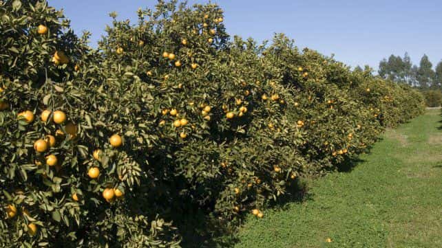 Arranca lenta la cosecha del citrus en campos entrerrianos