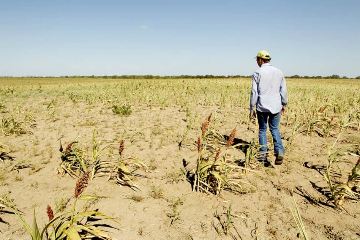 FARER pide la emergencia agropecuaria de Gualeguaychú, Gualeguay, Islas y Concepción del Uruguay