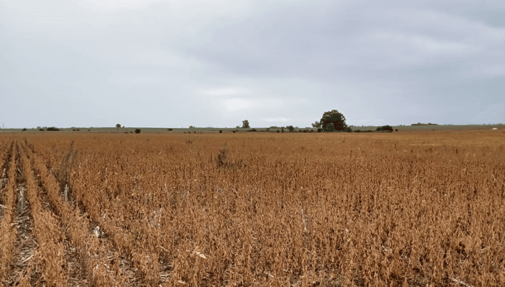 El Ministerio de Agricultura declara la emergencia agropecuaria en Entre Ríos