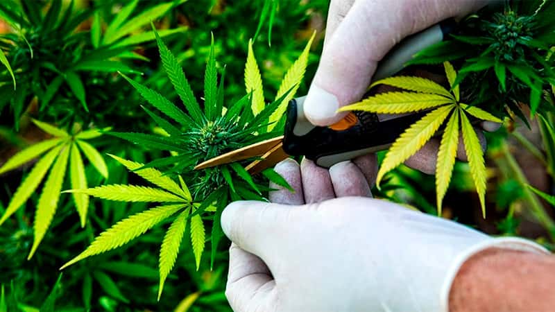 Diputados aprobó regulación del autocultivo de cannabis con fines terapéuticos