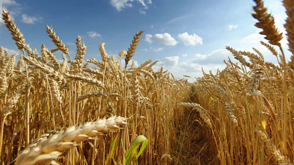 Las ventas de trigo nuevo en septiembre y octubre son las más bajas de la década