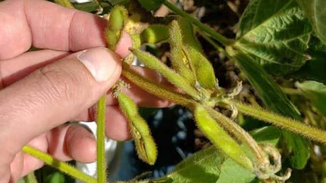 Soja: por qué germinan los granos dentro de las vainas