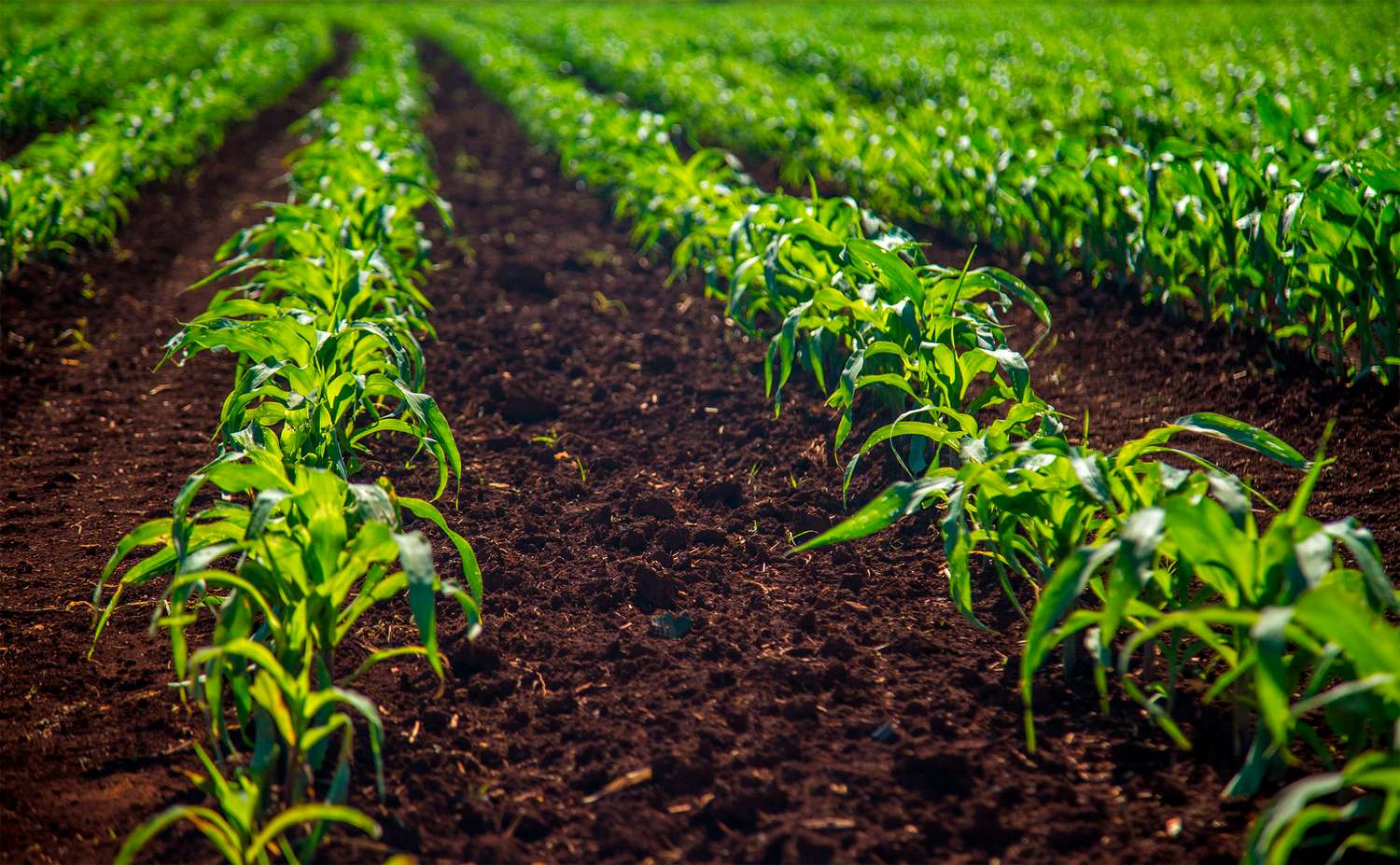 Satélites indican la mayor siembra de maíz de los últimos 10 años