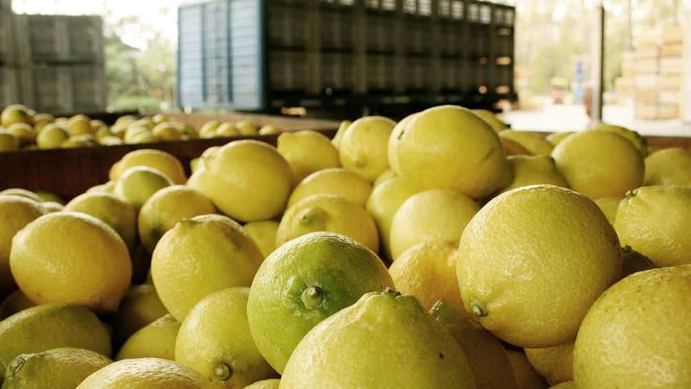 Desde mayo, la Unión Europea reabre su mercado a los frutos cítricos argentinos