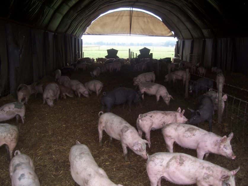 Triquinosis: más de 150 cerdos serán enviados a faena