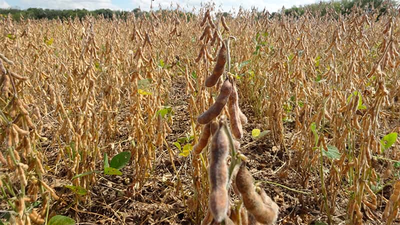 La soja y el maíz acumulan subas de más de US$ 100 desde principios de año
