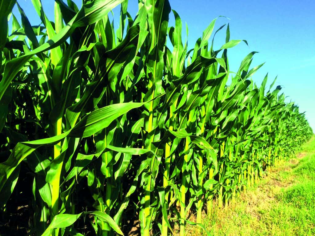 Prevén una baja de 2% de la producción de maíz en áreas de la Bolsa Cereales bahiense