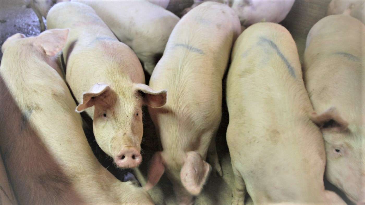Autorizan el ingreso de cerdos reproductores de Canadá