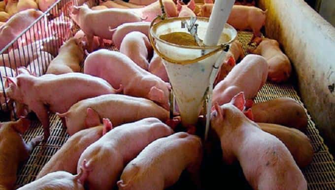 Los productores de cerdos afirman que el precio actual del maíz es "insostenible" y los condena a perder dinero