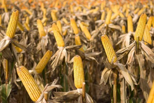 El maíz de primera en Entre Ríos cayó por el déficit hídrico a 562.620 toneladas 