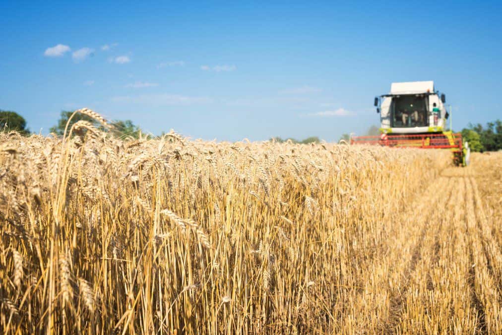 Los negocios anticipados por trigo 2021/22 alcanzan un récord histórico