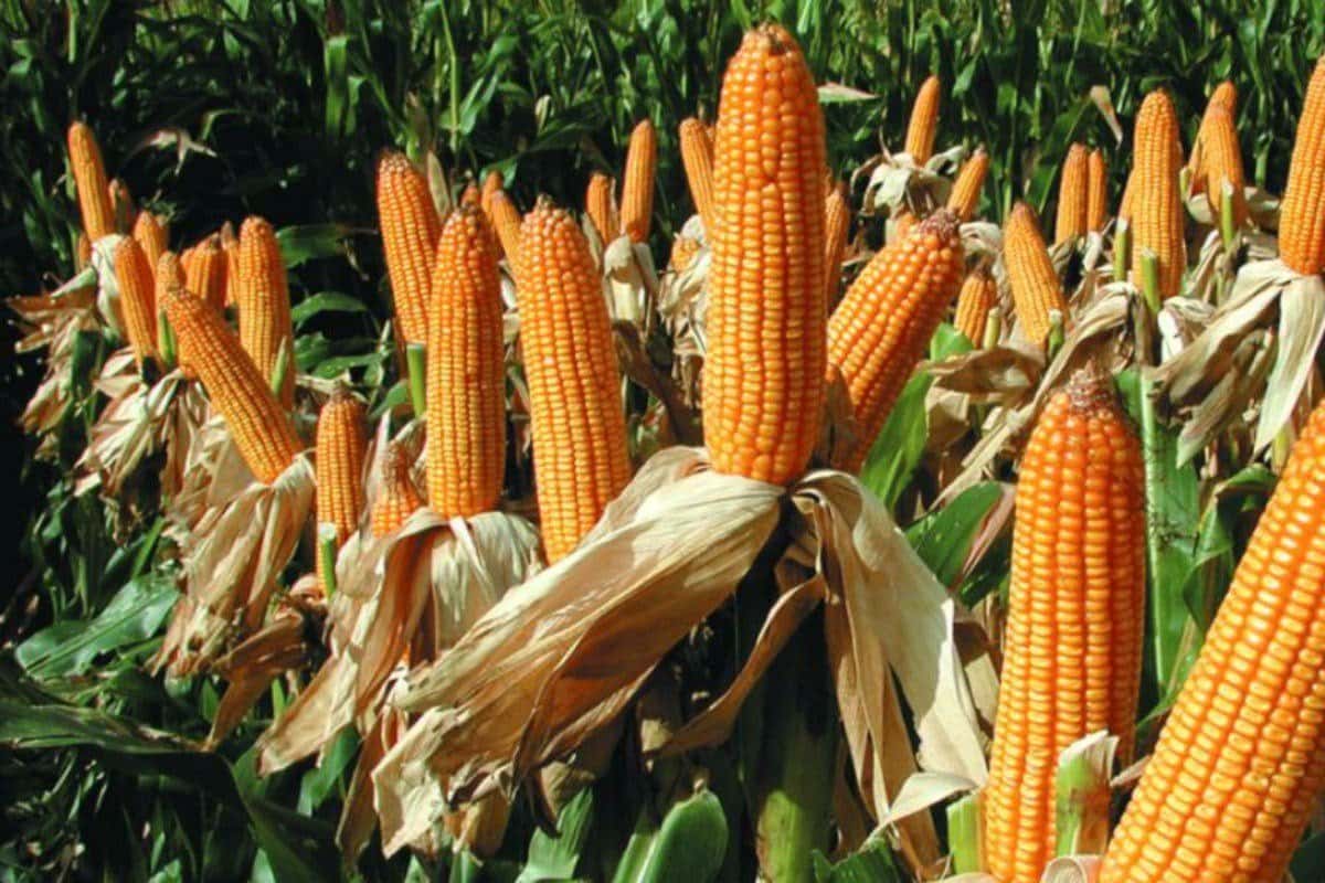 La marcha atrás de la soja y el maíz: de bordear el récord a perder casi U$S 50 en dos semanas