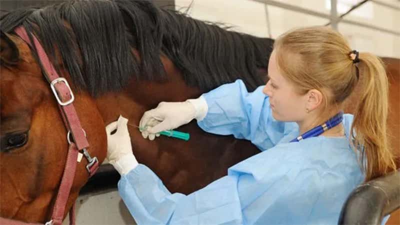 Coronavirus: suero equino hiperinmune es neutralizante contra nuevas variantes