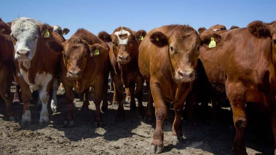 El gobierno trabaja en un plan para llevar la producción de carne a 5 millones de toneladas