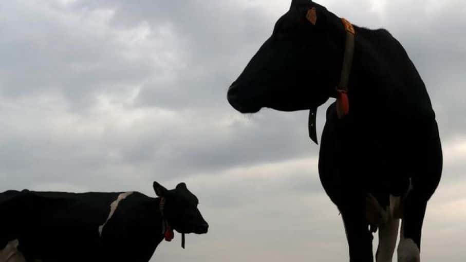 La vaca "china", nunca se comerá en Argentina