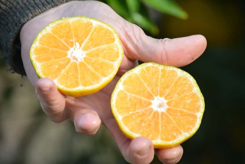 Presentan dos nuevas variedades de mandarinas saneadas