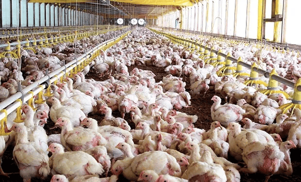 Tecnificación e infraestructura, es lo que falta en la producción avícola