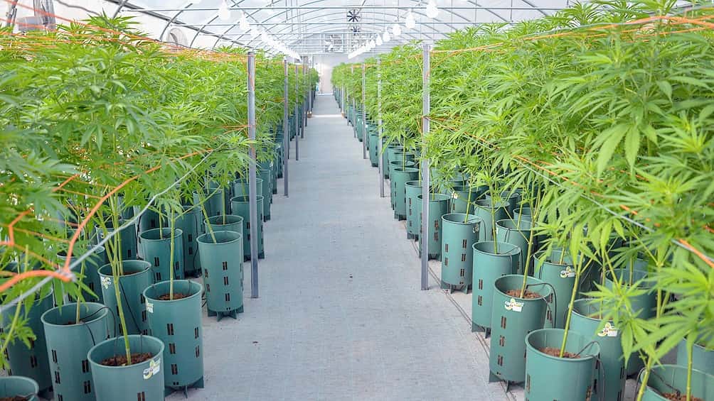 Kulfas: "El cannabis puede tener un gran desarrollo exportador"