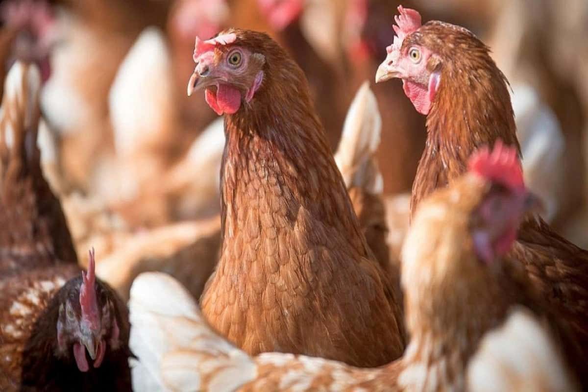 Los argentinos consumimos 43 kilos de pollo y 300 huevos por año por persona