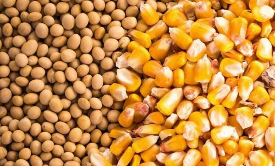 Los precios locales del maíz y la soja consolidan buenos niveles en el primer semestre