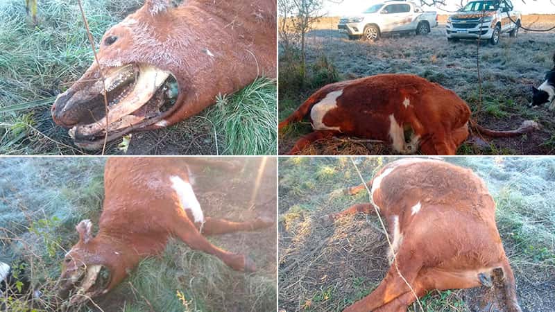 Productor denunció la aparición de vaca con misteriosas mutilaciones: fotos