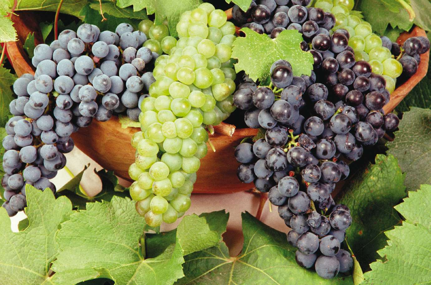 Inscripción en el SMI para productores de uva en fresco de Mendoza y San Juan